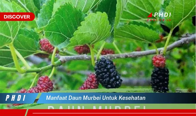 manfaat daun murbei untuk kesehatan