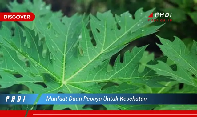 manfaat daun pepaya untuk kesehatan