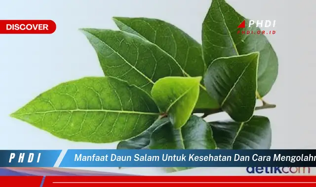 manfaat daun salam untuk kesehatan dan cara mengolahnya