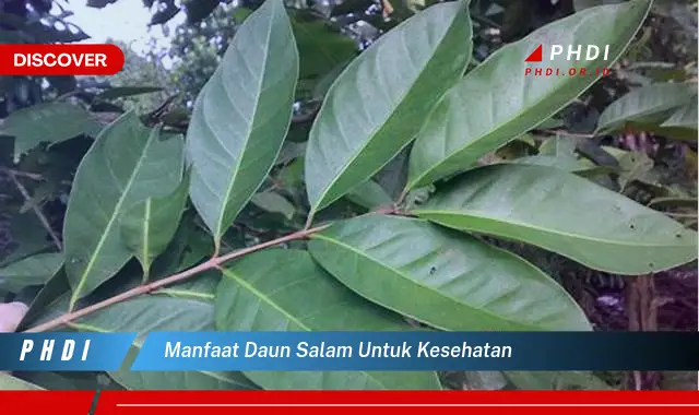 manfaat daun salam untuk kesehatan