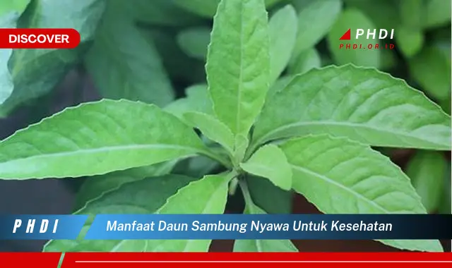 manfaat daun sambung nyawa untuk kesehatan