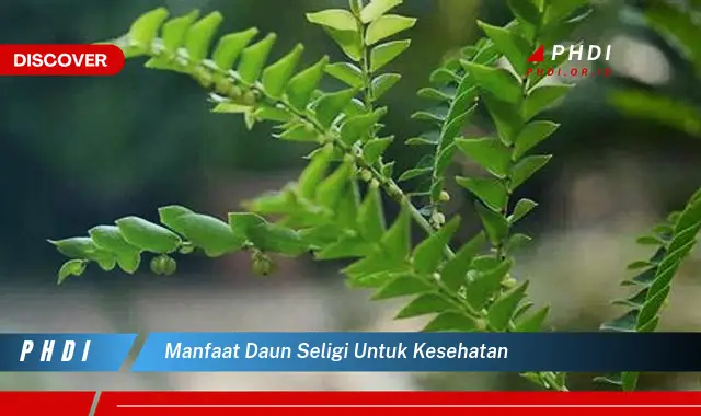 manfaat daun seligi untuk kesehatan