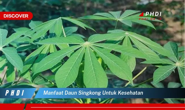 manfaat daun singkong untuk kesehatan