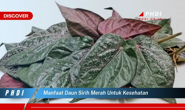 manfaat daun sirih merah untuk kesehatan