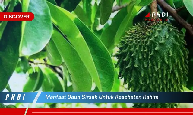 manfaat daun sirsak untuk kesehatan rahim