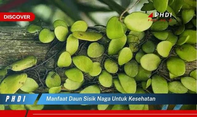 manfaat daun sisik naga untuk kesehatan