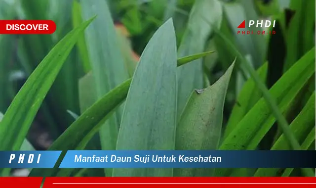 manfaat daun suji untuk kesehatan