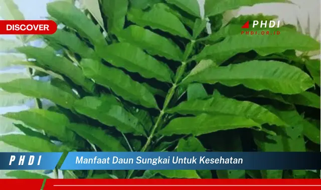 manfaat daun sungkai untuk kesehatan