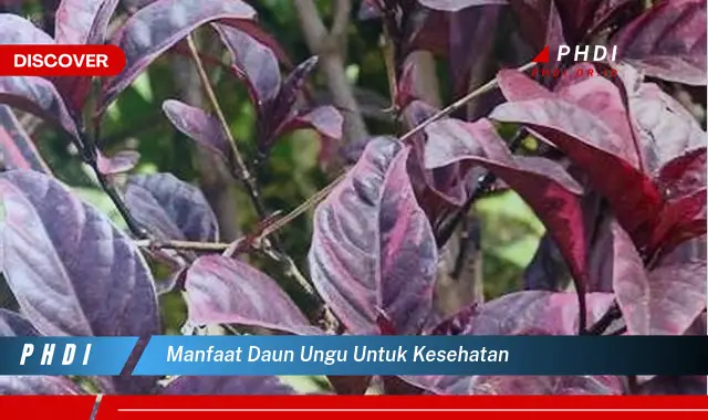 manfaat daun ungu untuk kesehatan