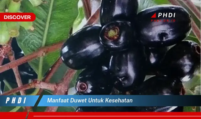 manfaat duwet untuk kesehatan