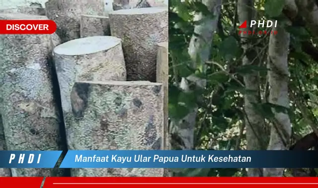 manfaat kayu ular papua untuk kesehatan