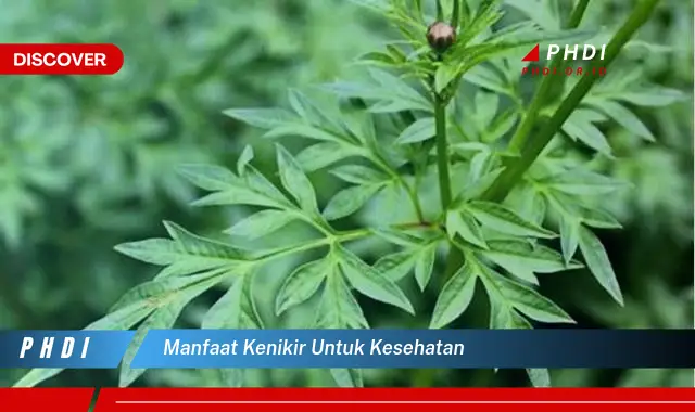 manfaat kenikir untuk kesehatan