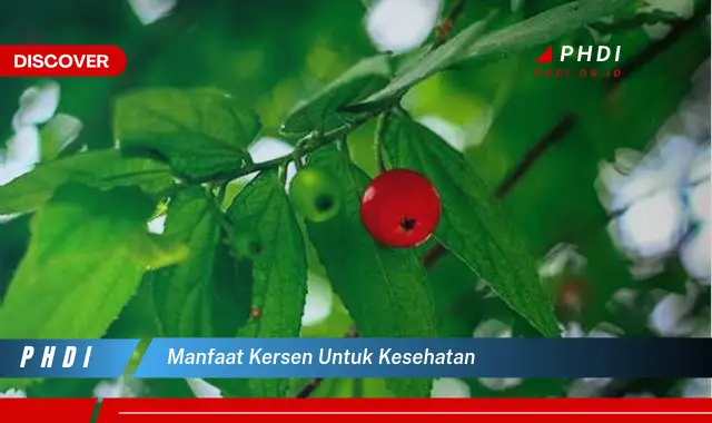 manfaat kersen untuk kesehatan