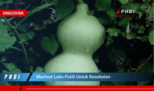 manfaat labu putih untuk kesehatan