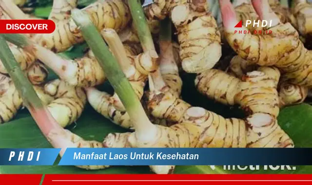 manfaat laos untuk kesehatan