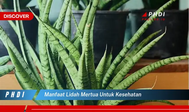 manfaat lidah mertua untuk kesehatan