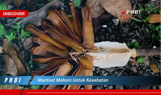 manfaat mahoni untuk kesehatan