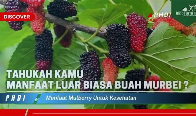 manfaat mulberry untuk kesehatan