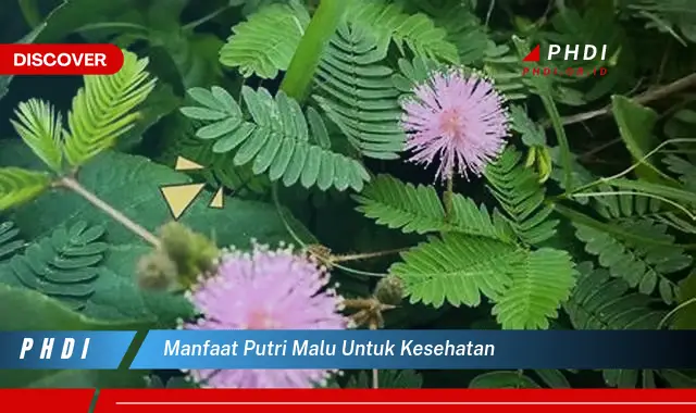 manfaat putri malu untuk kesehatan