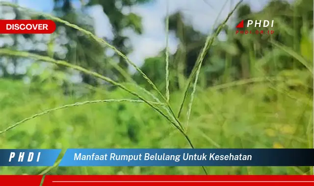 manfaat rumput belulang untuk kesehatan