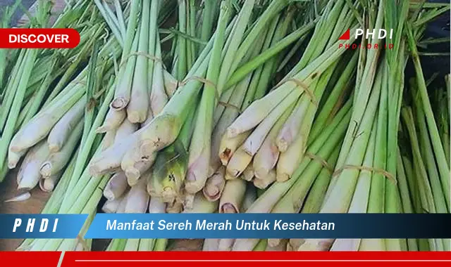 manfaat sereh merah untuk kesehatan