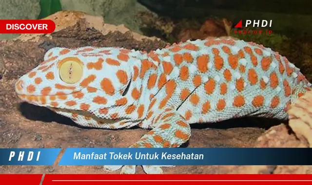 manfaat tokek untuk kesehatan