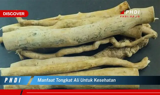 manfaat tongkat ali untuk kesehatan