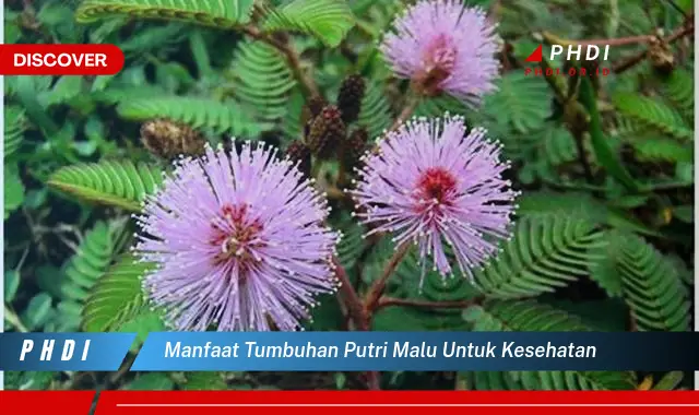 manfaat tumbuhan putri malu untuk kesehatan