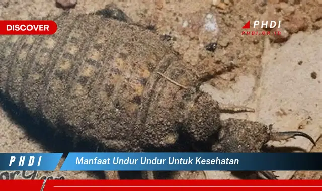 manfaat undur undur untuk kesehatan