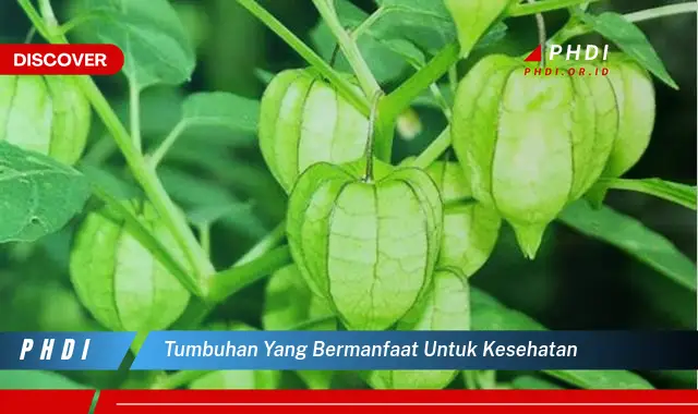 tumbuhan yang bermanfaat untuk kesehatan