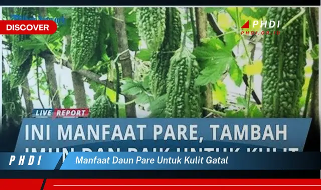 manfaat daun pare untuk kulit gatal