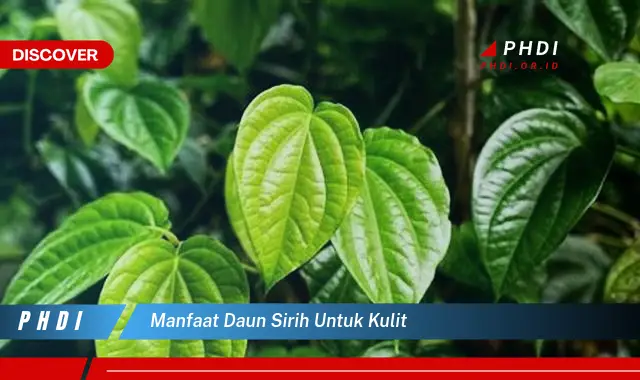 manfaat daun sirih untuk kulit