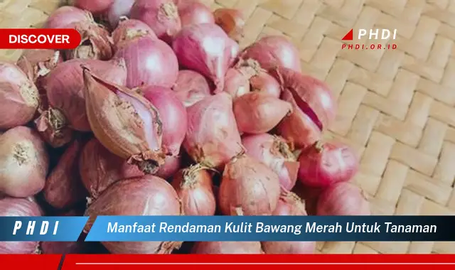 manfaat rendaman kulit bawang merah untuk tanaman