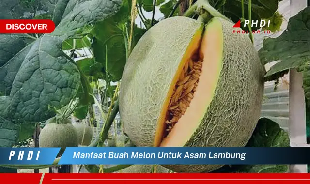 manfaat buah melon untuk asam lambung