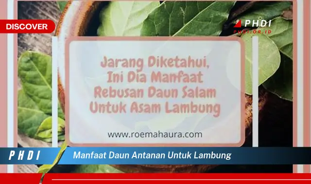 manfaat daun antanan untuk lambung