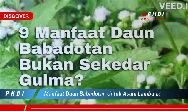 manfaat daun babadotan untuk asam lambung