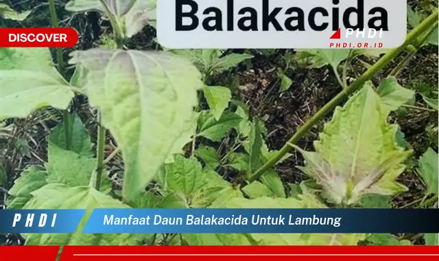 manfaat daun balakacida untuk lambung