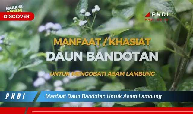 manfaat daun bandotan untuk asam lambung