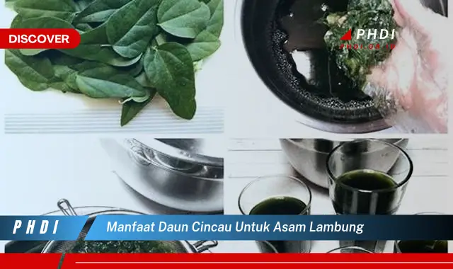 manfaat daun cincau untuk asam lambung