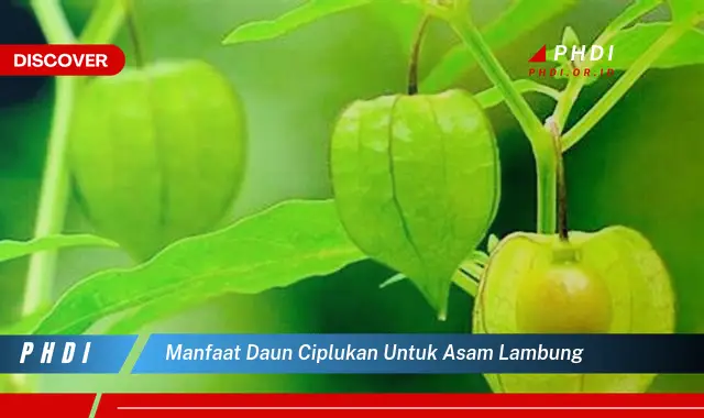 manfaat daun ciplukan untuk asam lambung