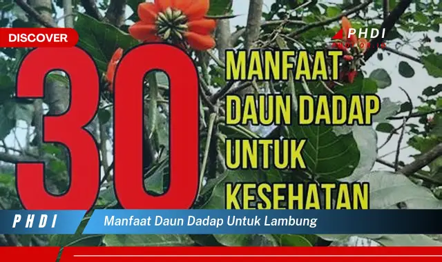 manfaat daun dadap untuk lambung