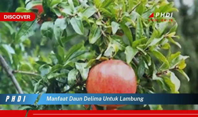 manfaat daun delima untuk lambung