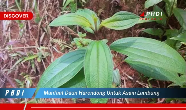 manfaat daun harendong untuk asam lambung