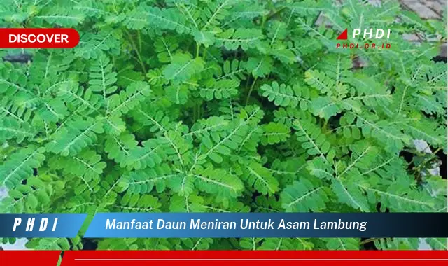 manfaat daun meniran untuk asam lambung