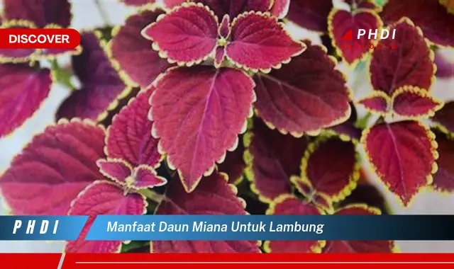 manfaat daun miana untuk lambung