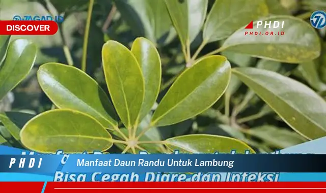 manfaat daun randu untuk lambung