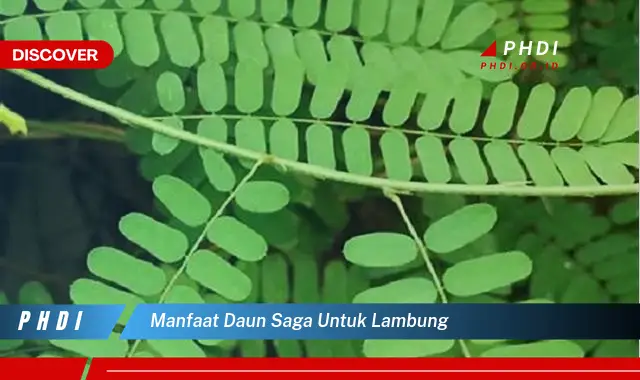 manfaat daun saga untuk lambung