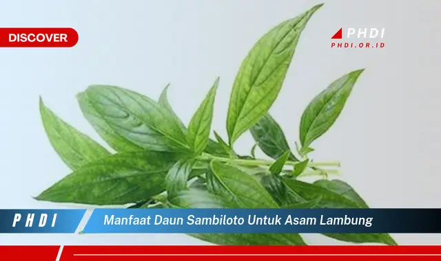 manfaat daun sambiloto untuk asam lambung