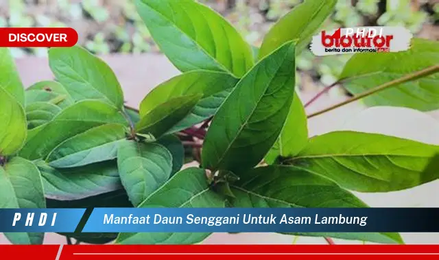 manfaat daun senggani untuk asam lambung