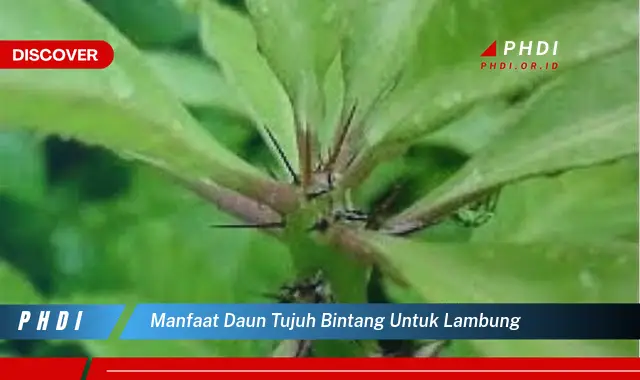 manfaat daun tujuh bintang untuk lambung